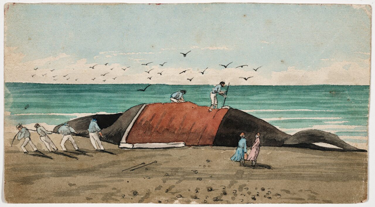 Watercolor of men on a beach hauling a long strip of blubber off a whale while two men stand on its back