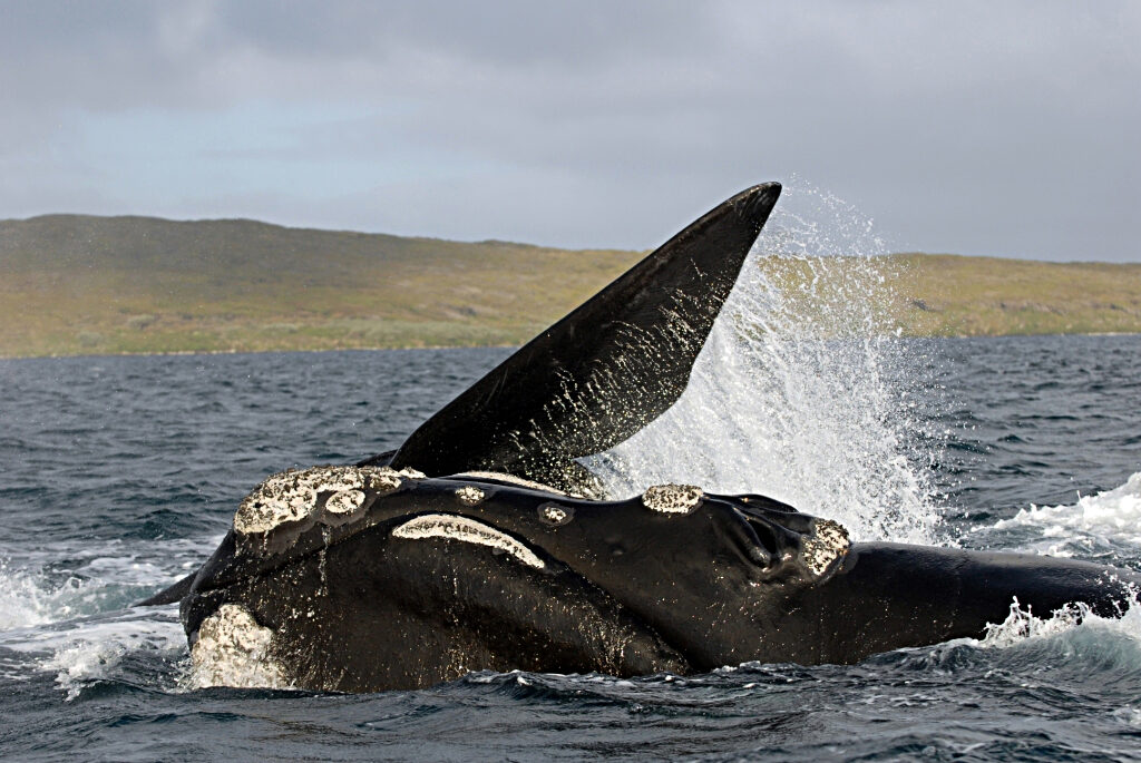 A southern right whale rolling at the surface with one flipper raised