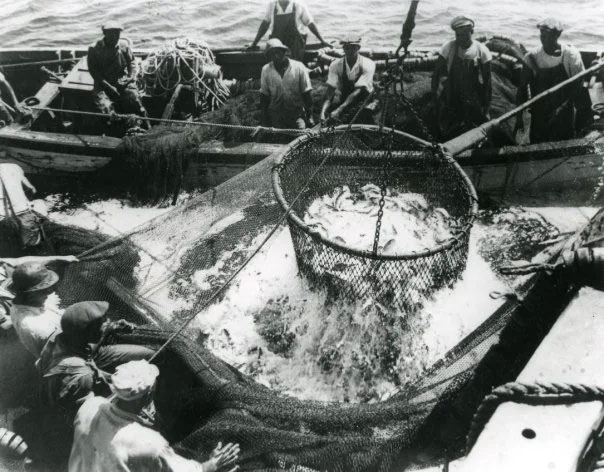 Menhaden fishermen hauling nets by hand