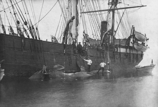 The Eclipse, flenching a whale, 1888